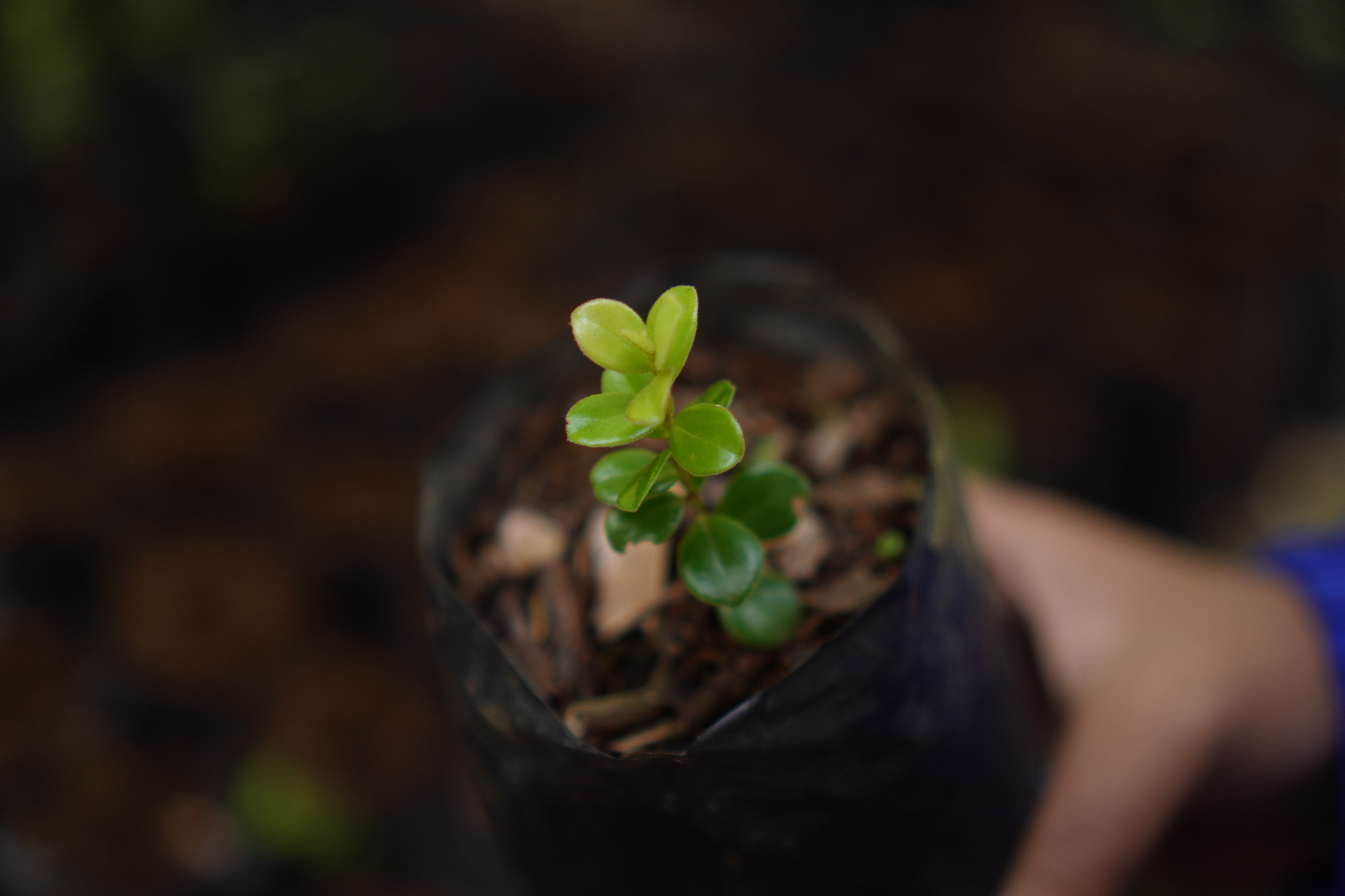 Adopsi Pohon